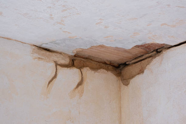 Best Mold removal after water damage  in Ellwood City, PA